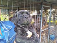 cucciolata cane corso rustico